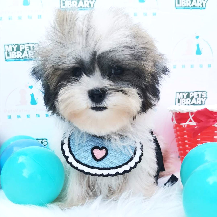 Shih Tzu Puppy (Male) For Sale