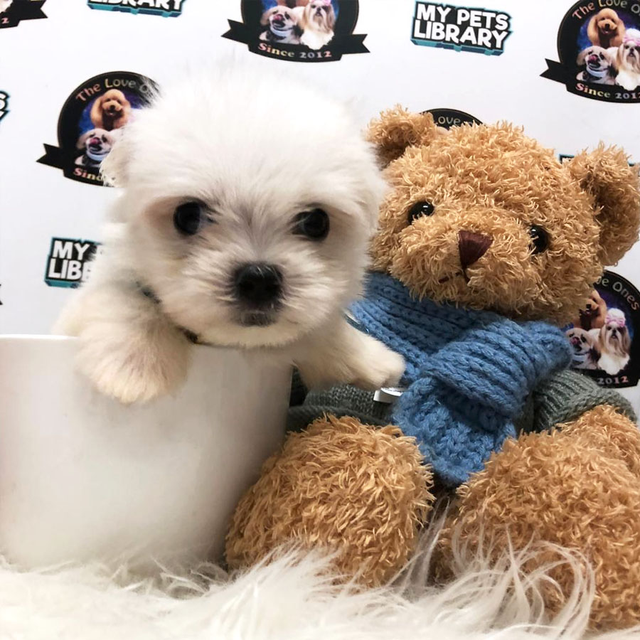 Maltese Puppy (Male) For Sale