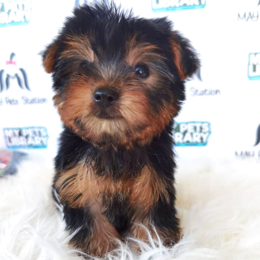 Yorkshire Terrier Puppy For Sale