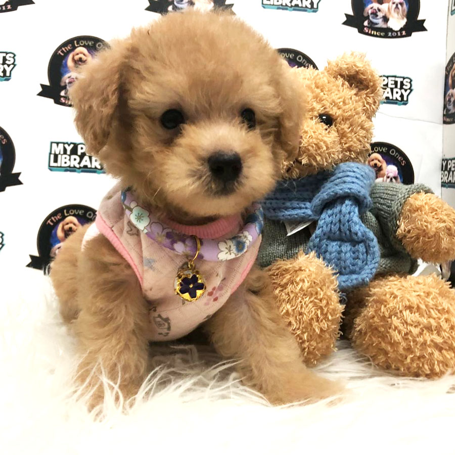 Tiny Toy  Poodle Puppy (Female) For Sale