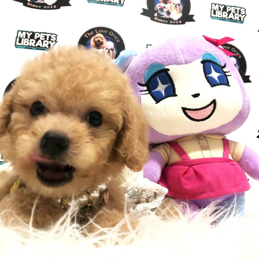 Tiny Toy Poodle Puppy ( Female ) For Sale