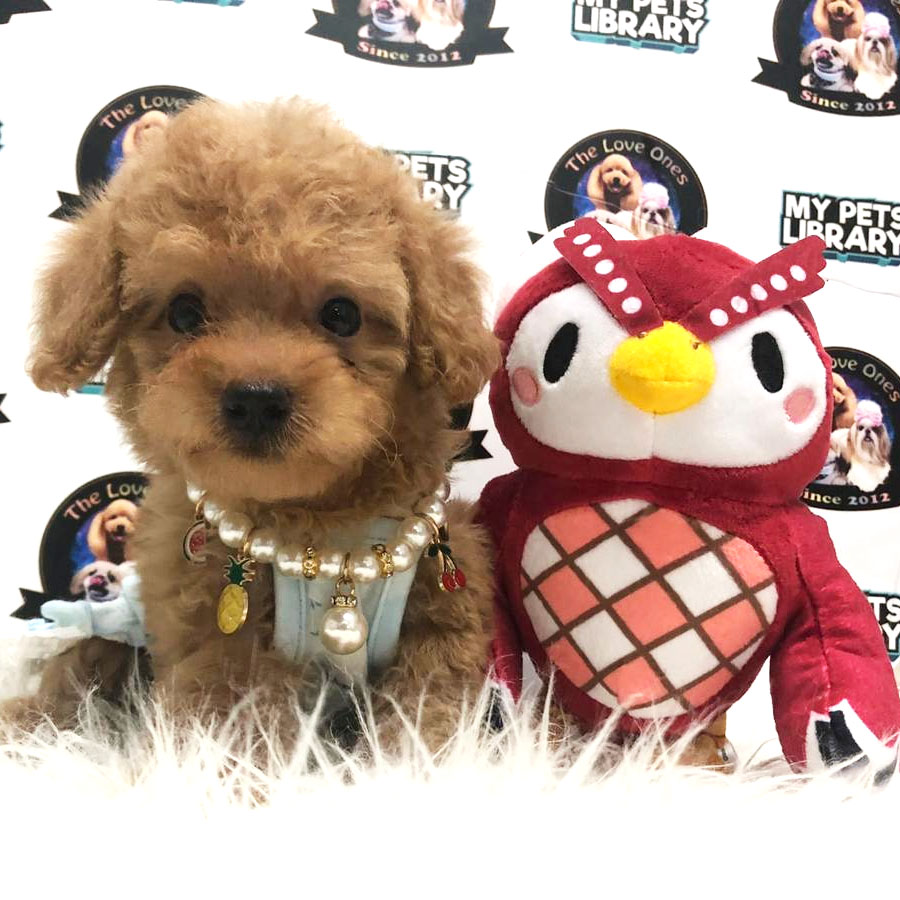 Tiny Toy Poodle Puppy ( Female ) For Sale