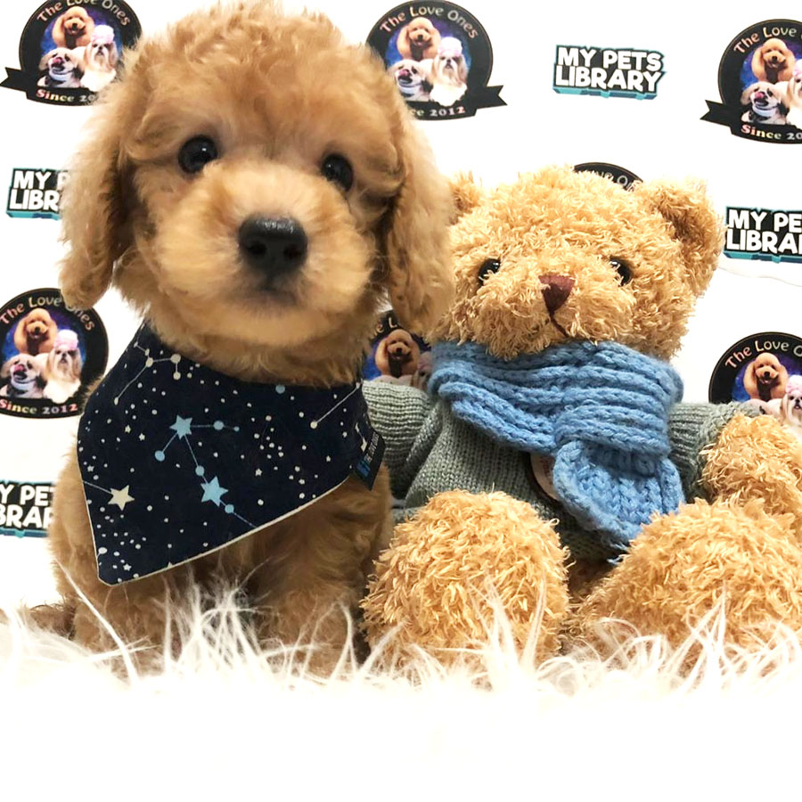 Tiny Toy Poodle Puppy ( Male ) For Sale