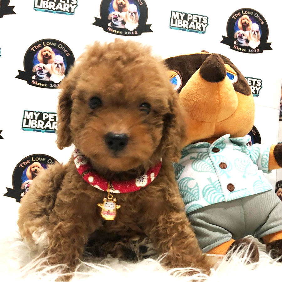 Tiny Toy Poodle Puppy ( Female ) For Sale