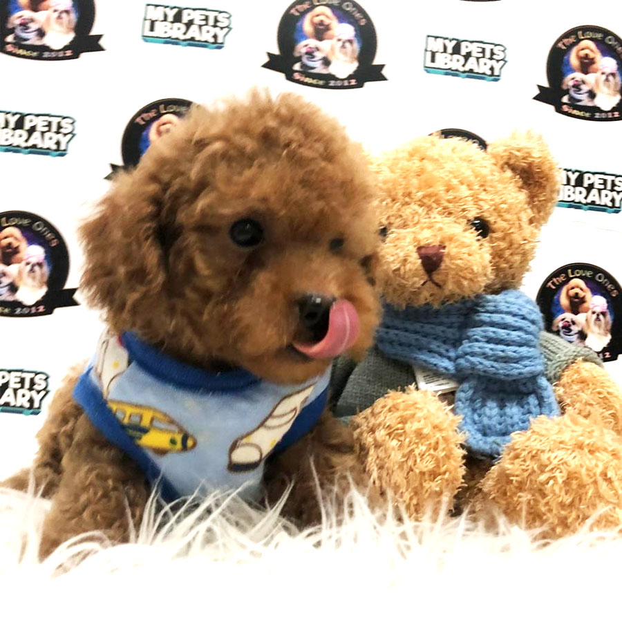 Tiny Toy Poodle Puppy ( Male ) For Sale