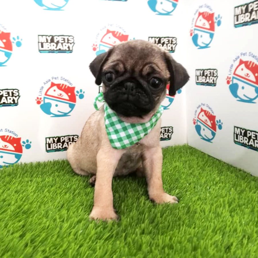 Pug Puppy (Male) For Sale