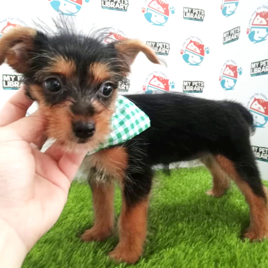 Silky Terrier Puppy (Female) For Sale