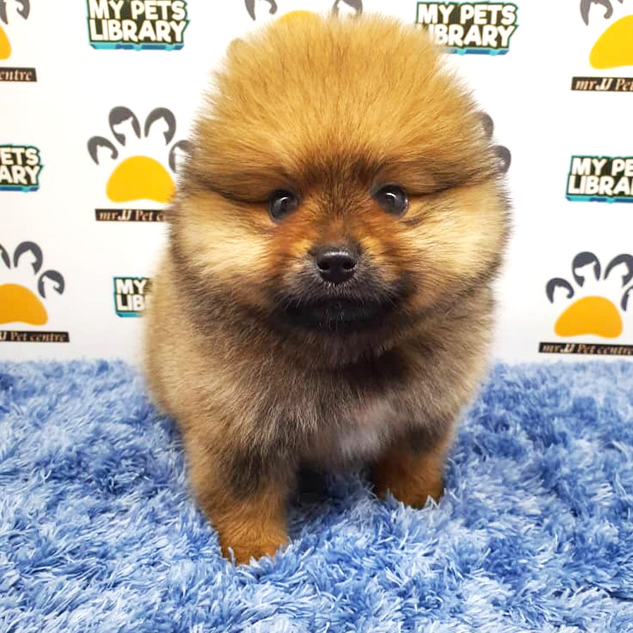 Pomeranian Puppy (Male) For Sale