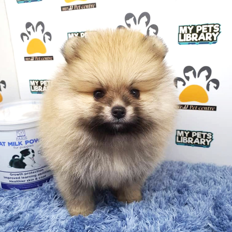 Pomeranian Puppy (Male) For Sale