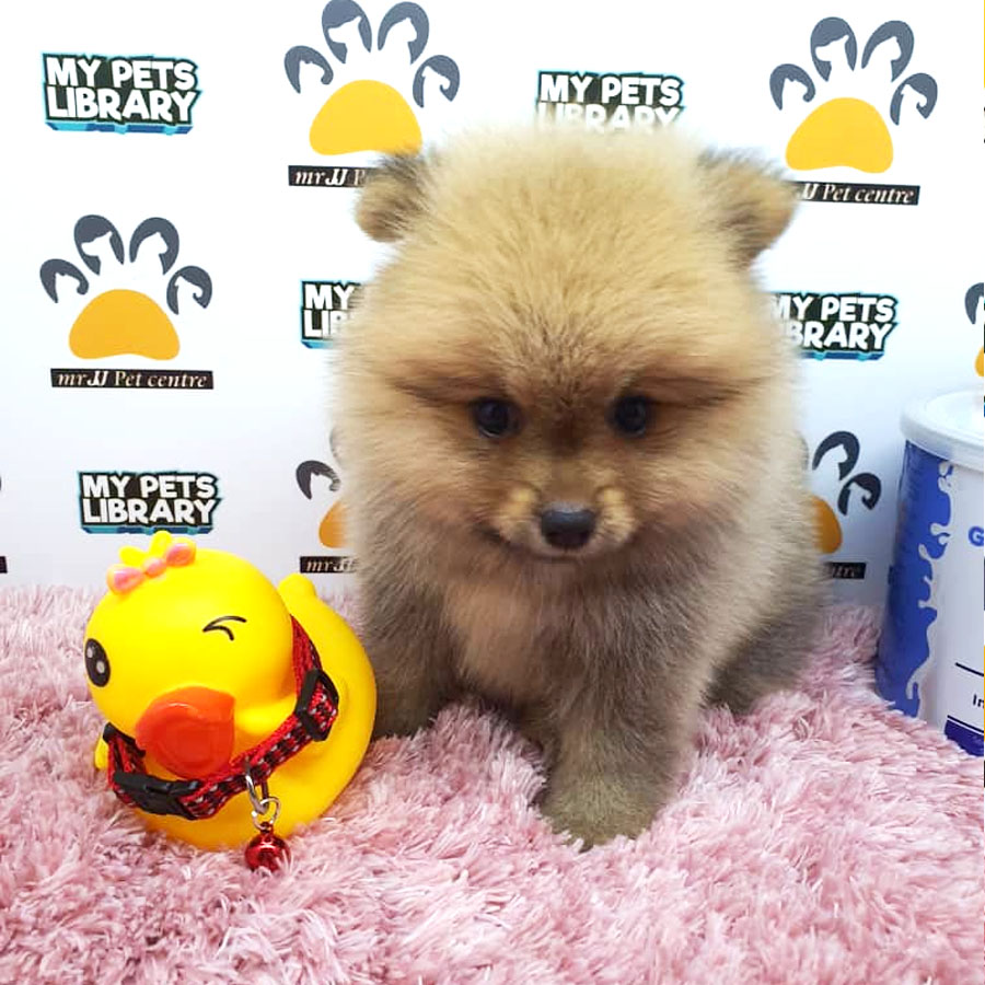 Pomeranian Puppy (Female) For Sale
