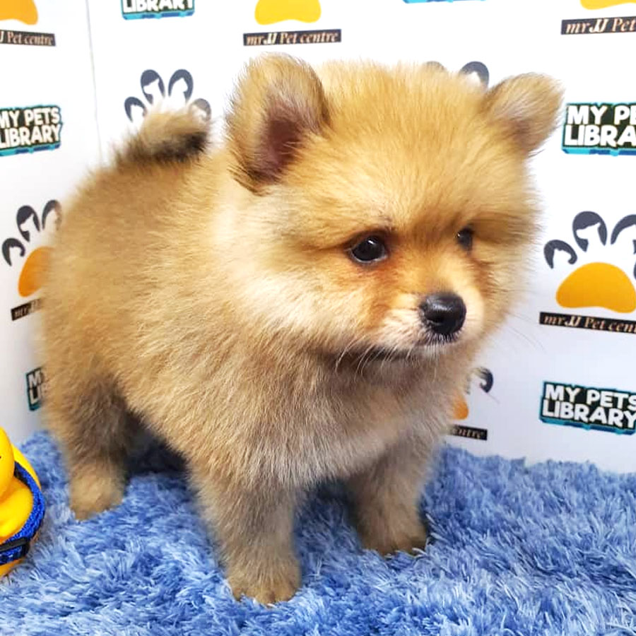 Pomeranian Puppy (Female) For Sale