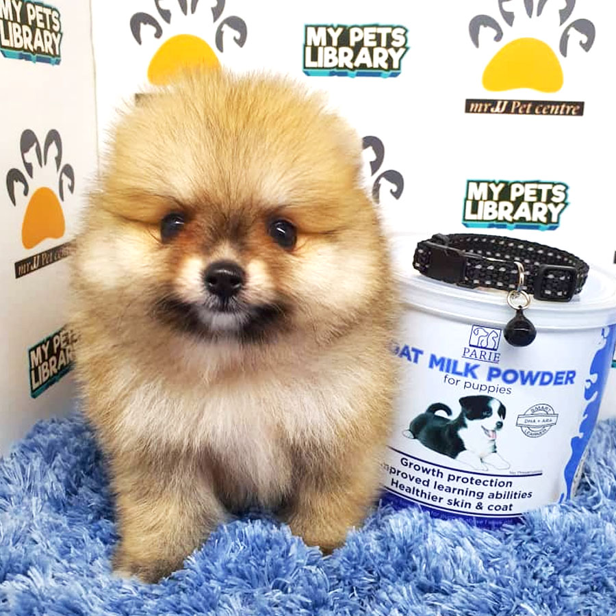 Pomeranian Puppy (Male) For Sale