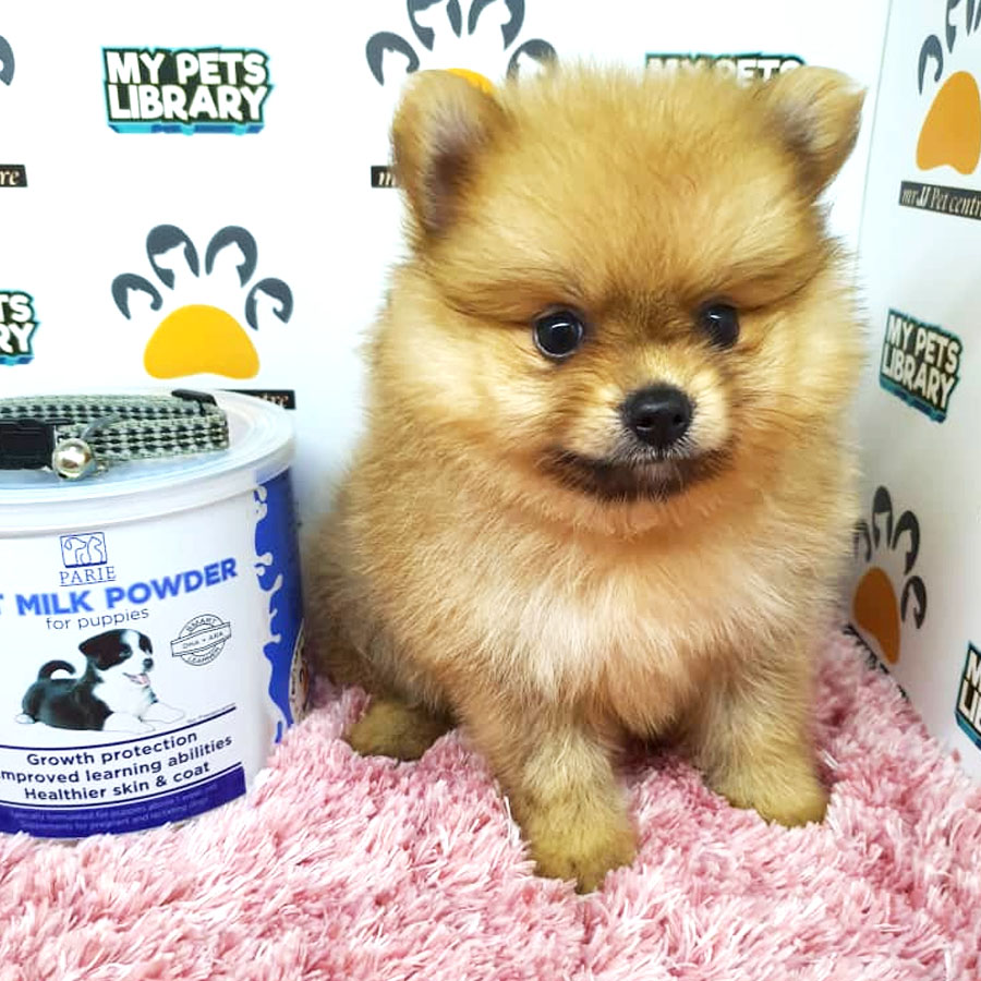 Pomeranian Puppy (Female) For Sale