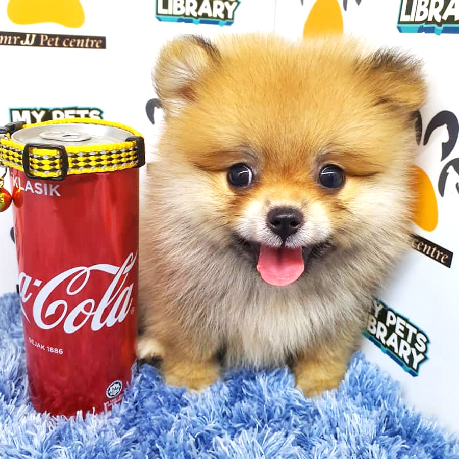 Pomeranian Puppy (Male) For Sale