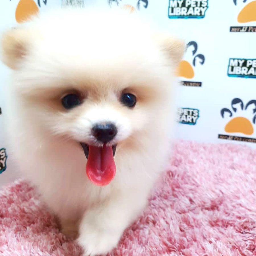 Pomeranian Puppy (Female) For Sale