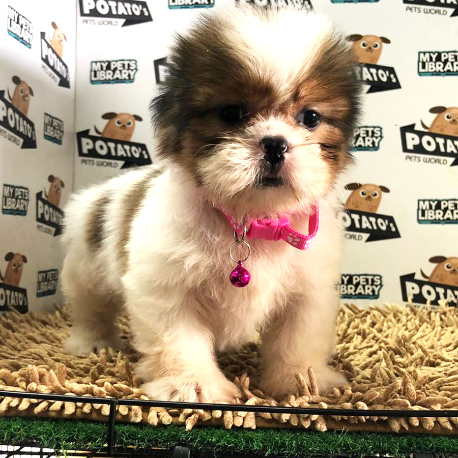 Shih Tzu Puppy (Male) For Sale