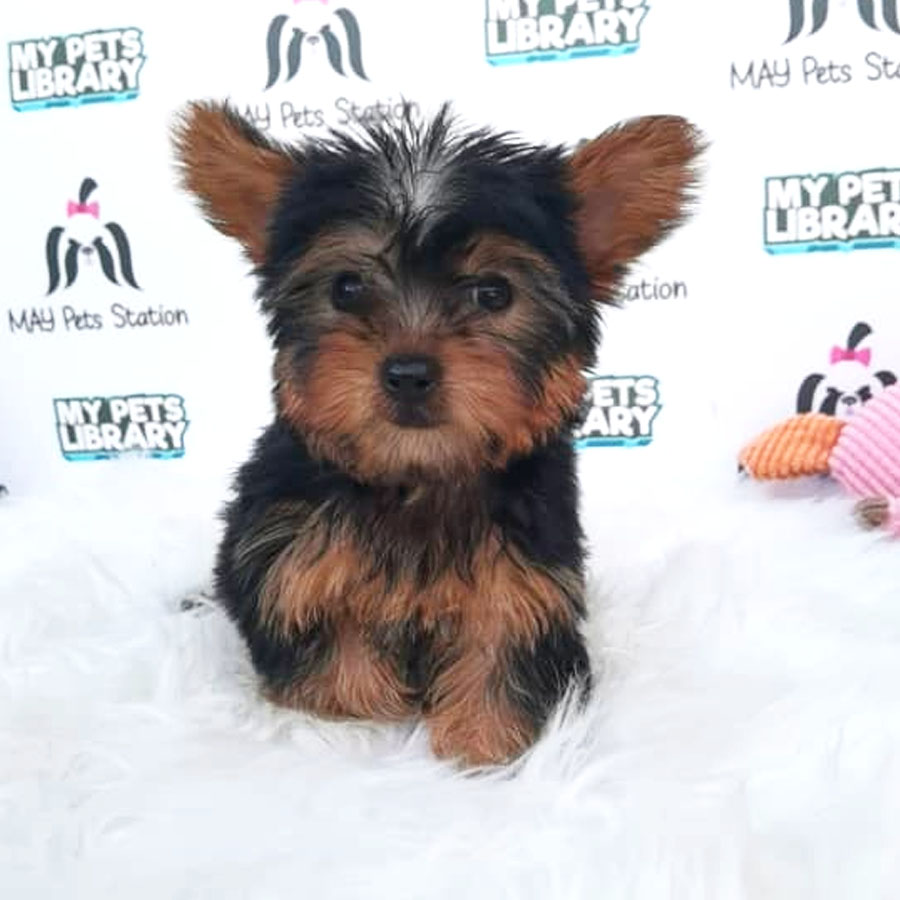 Yorkshire Terrier Puppy For Sale