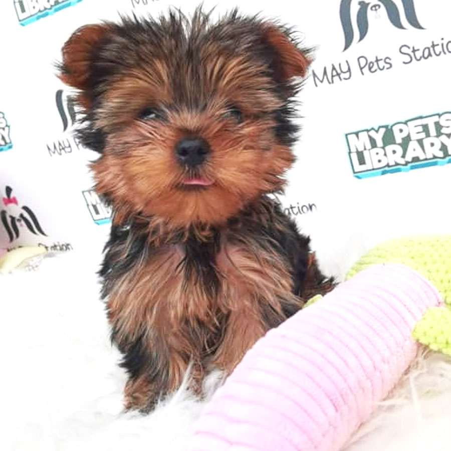 Yorkshire Terrier Puppy For Sale
