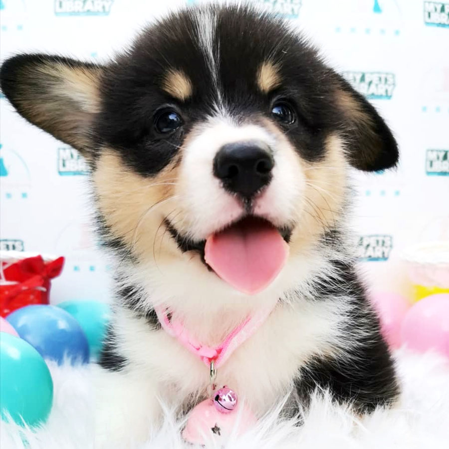 Welsh Corgi Puppy (Male) For Sale