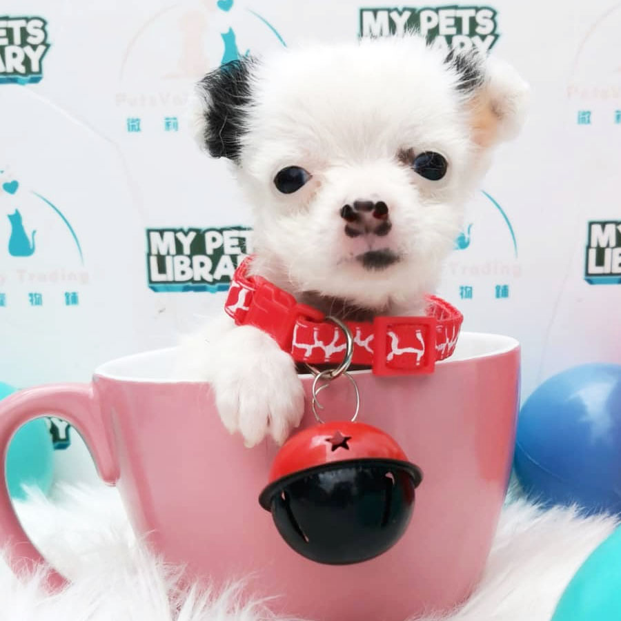 Chihuahua Puppy For Sale