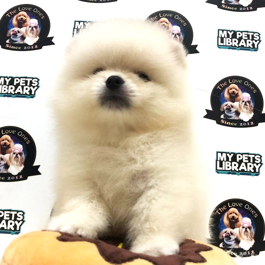 Pomeranian Puppy (Male) For Sale