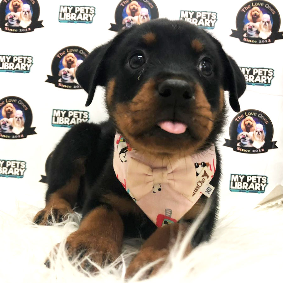 Rottweiler Puppy (Female) For Sale