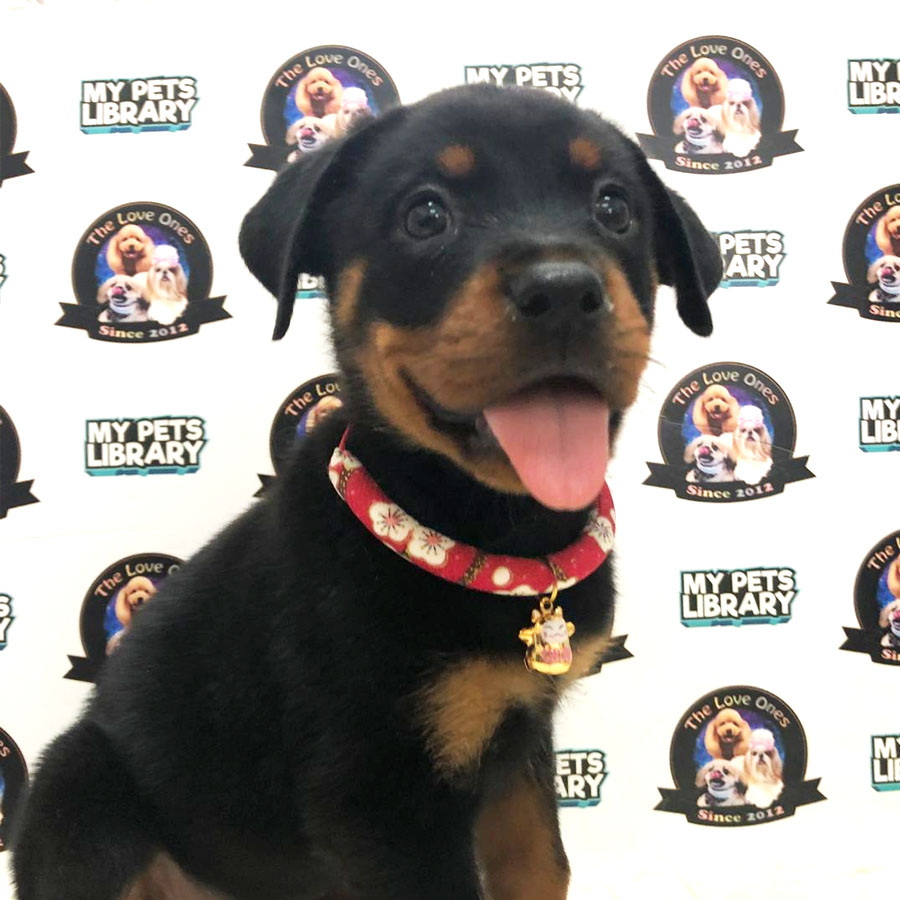 Rottweiler Puppy (Female) For Sale