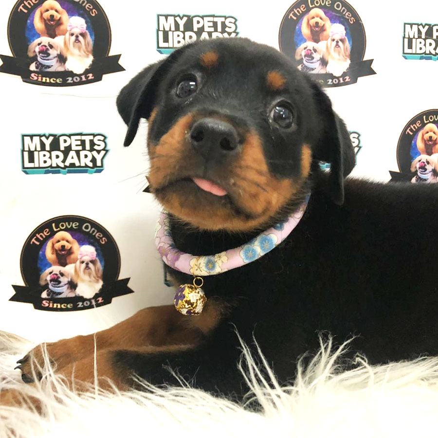 Rottweiler Puppy (Female) For Sale