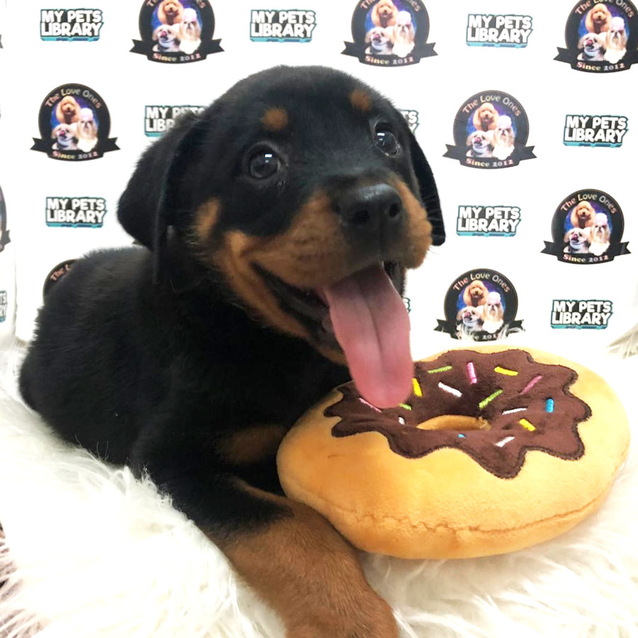 Rottweiler Puppy (Female) For Sale