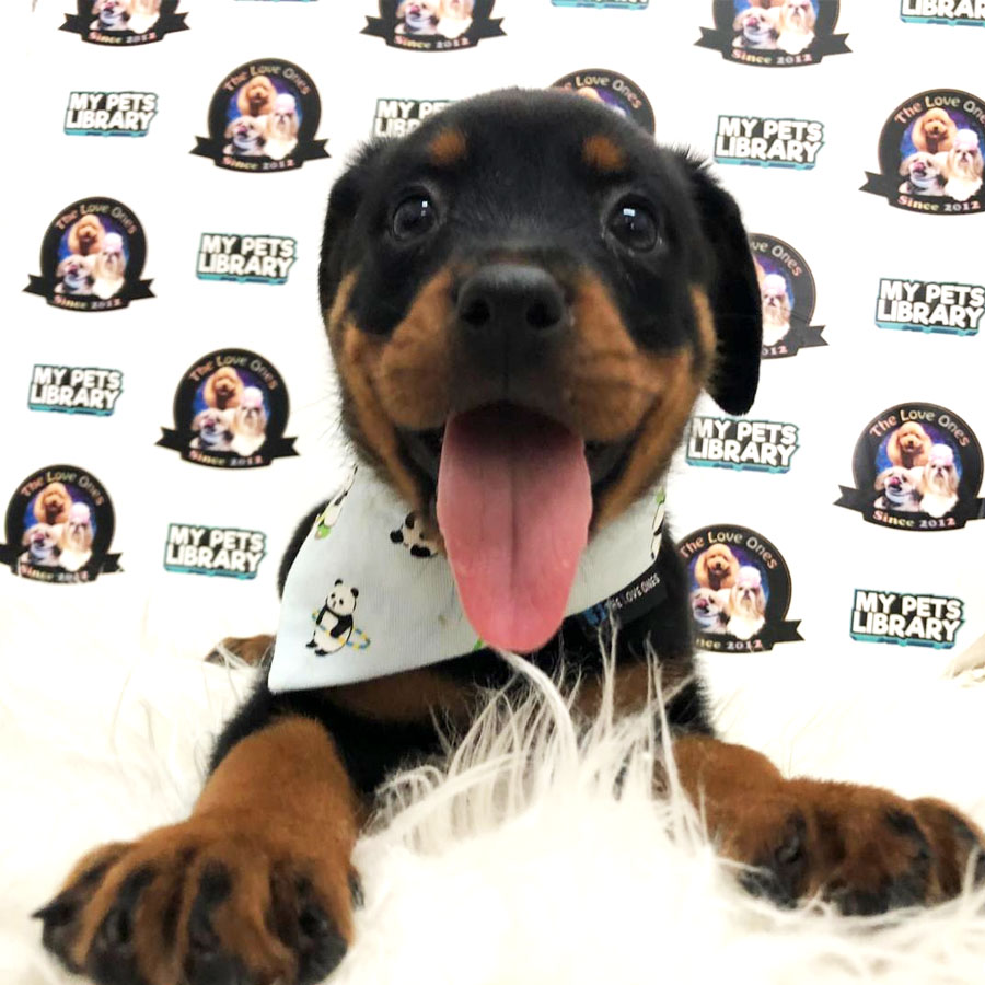 Rottweiler Puppy (Male) For Sale