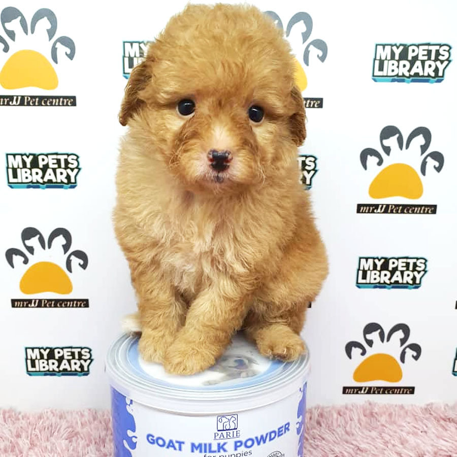 Tiny Toy Poodle Puppy ( Female ) For Sale