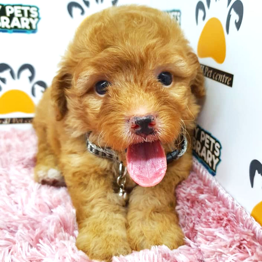 Tiny Toy Poodle Puppy ( Female ) For Sale