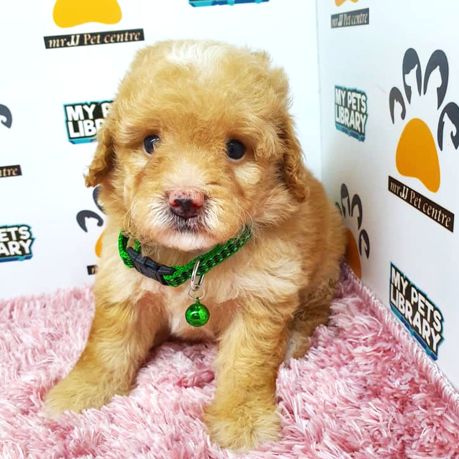 Tiny Toy Poodle Puppy ( Female ) For Sale