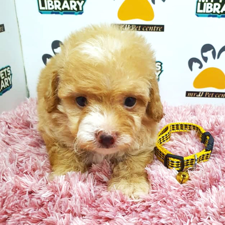 Tiny Toy Poodle Puppy ( Female ) For Sale