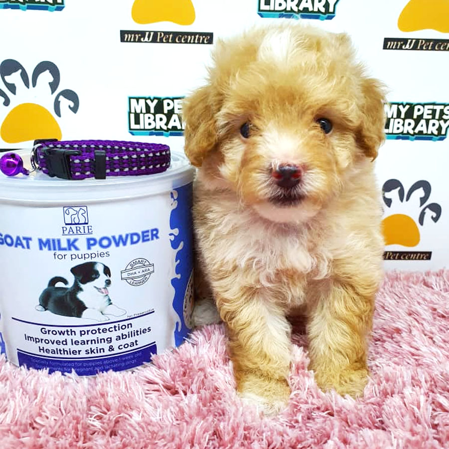 Tiny Toy Poodle Puppy ( Female ) For Sale