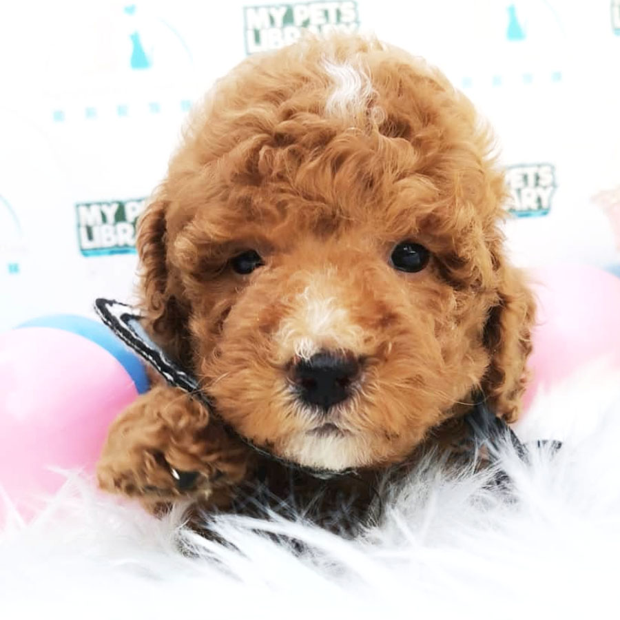Toy Poodle Puppy (Male) For Sale