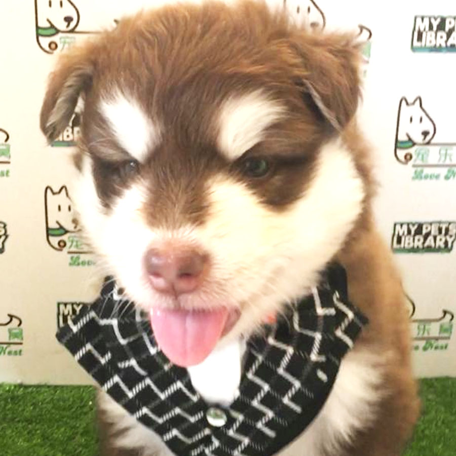 Alaskan Malamute Puppy (Male) For Sale