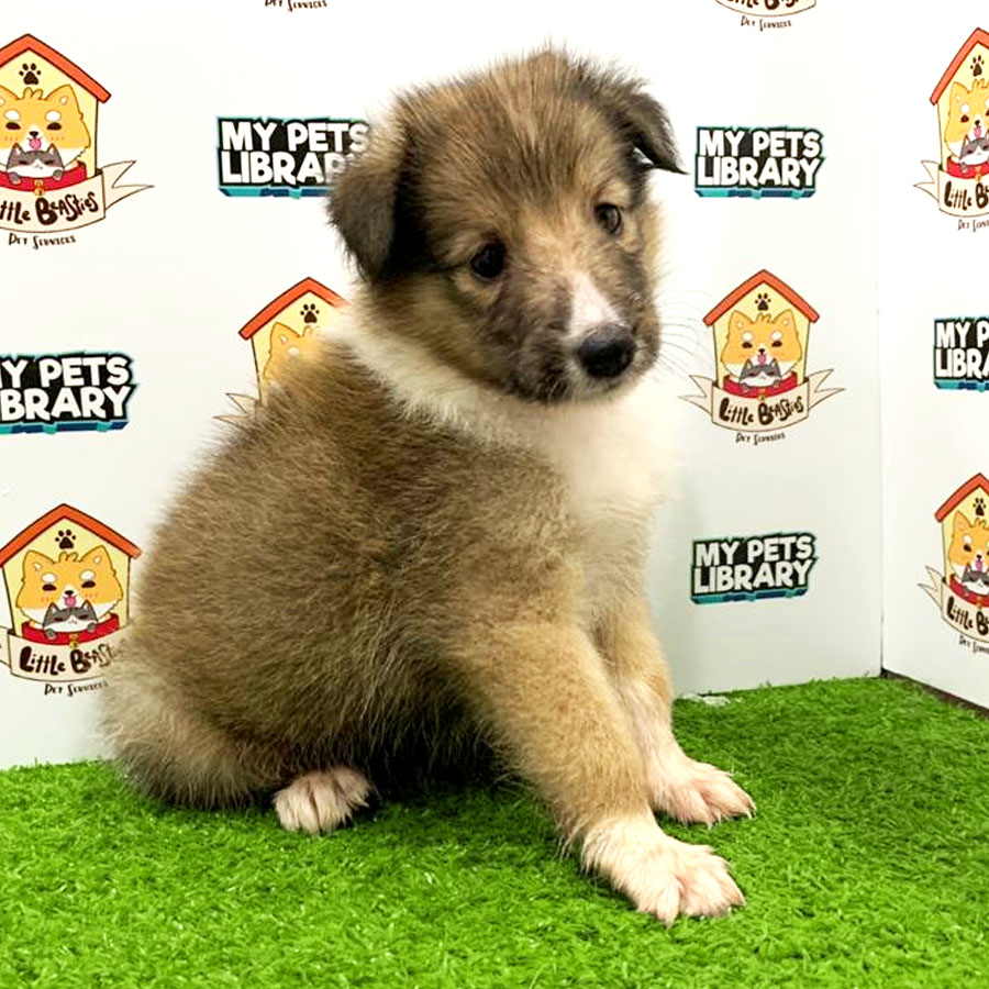Shetland Sheepdog Puppy For Sale