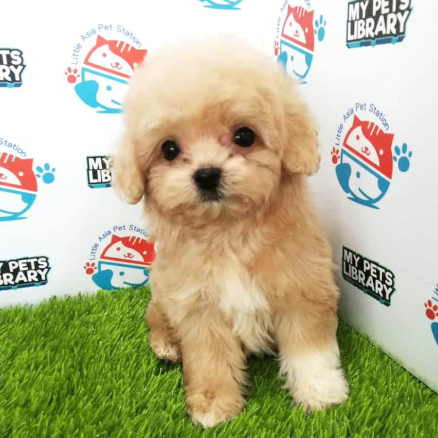 Tiny  Poodle Puppy (Female) For Sale