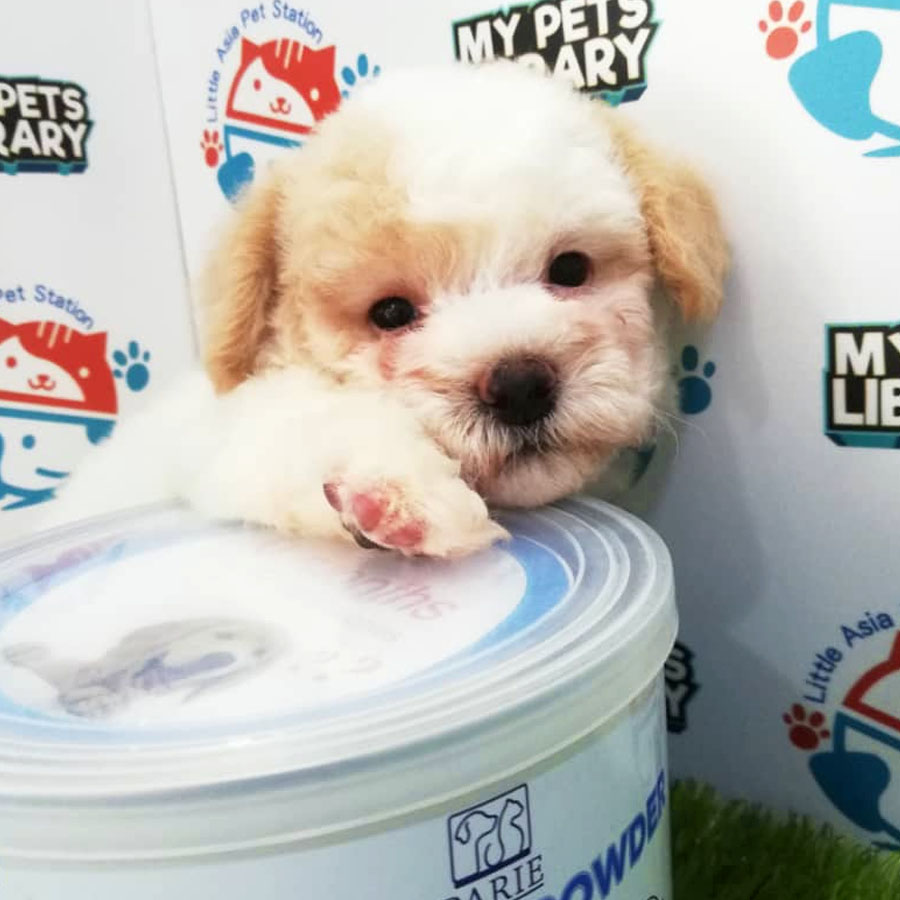 Toy Poodle Puppy (Female) For Sale