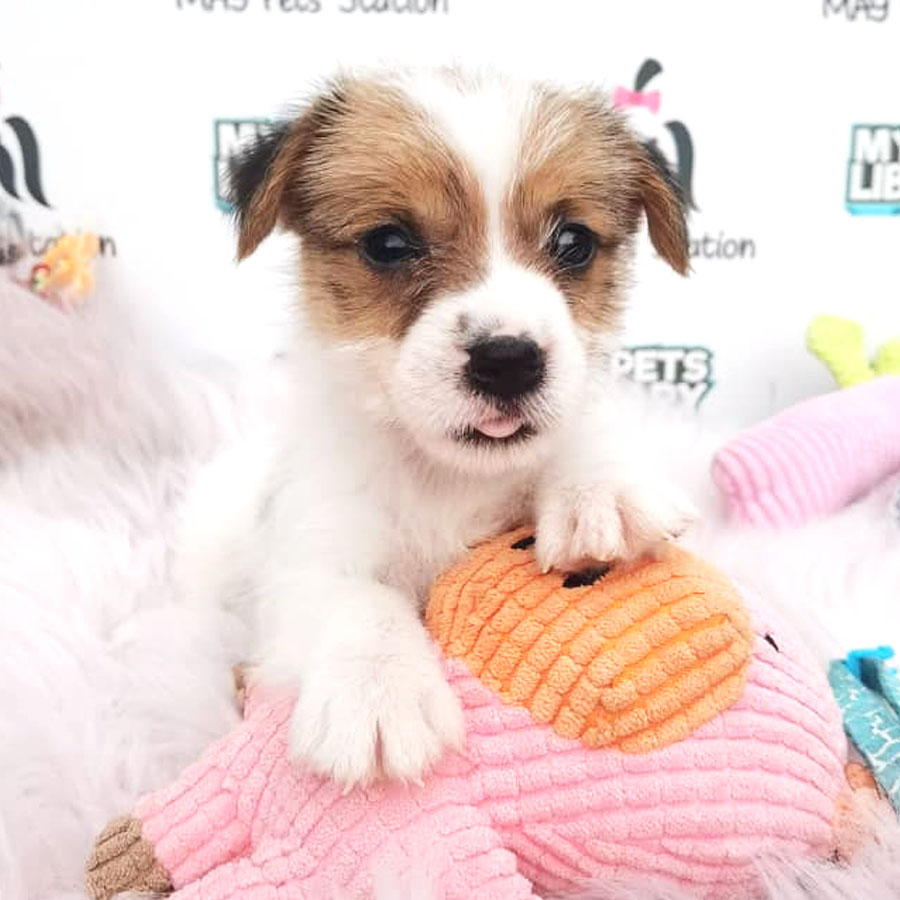 Jack Russell Puppy For Sale
