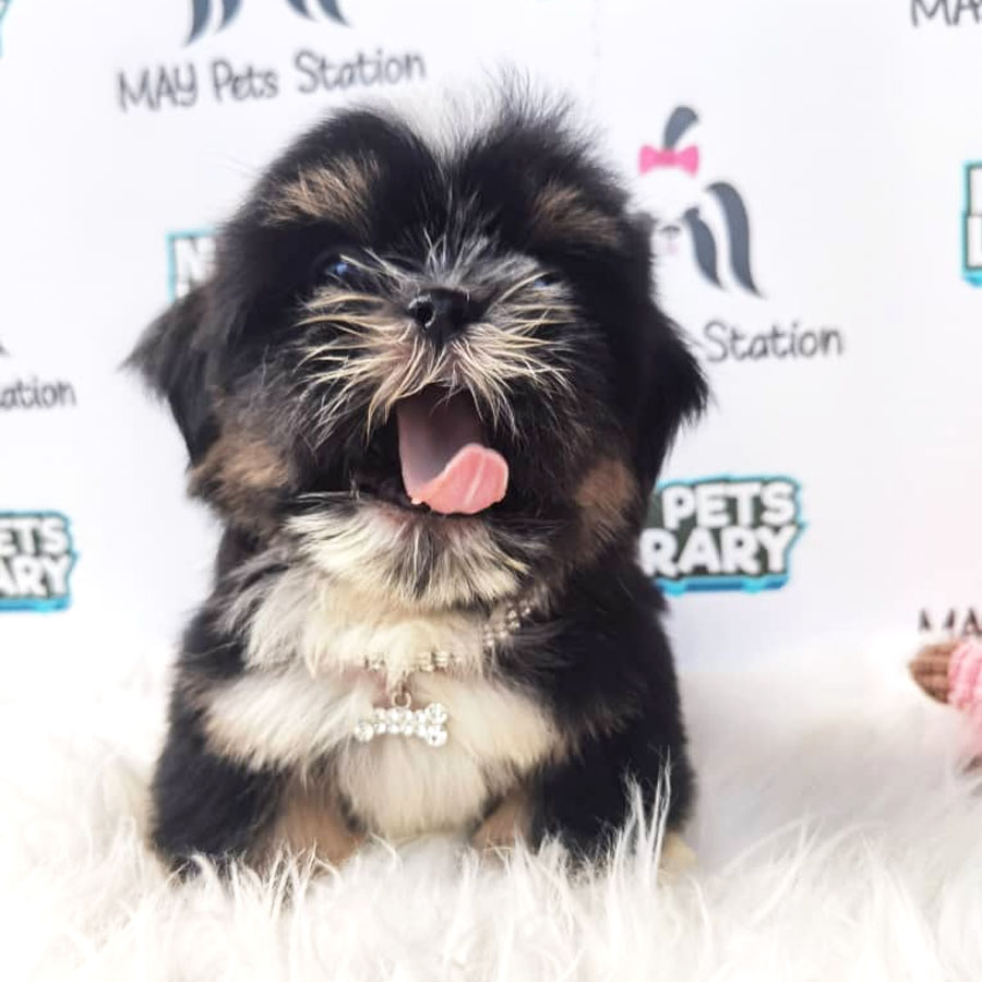 Maltese Mix Shih Tzu