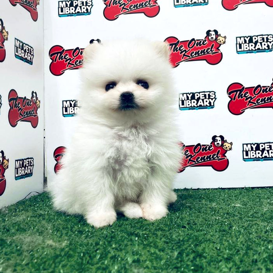 Pomeranian Puppy (Male) For Sale