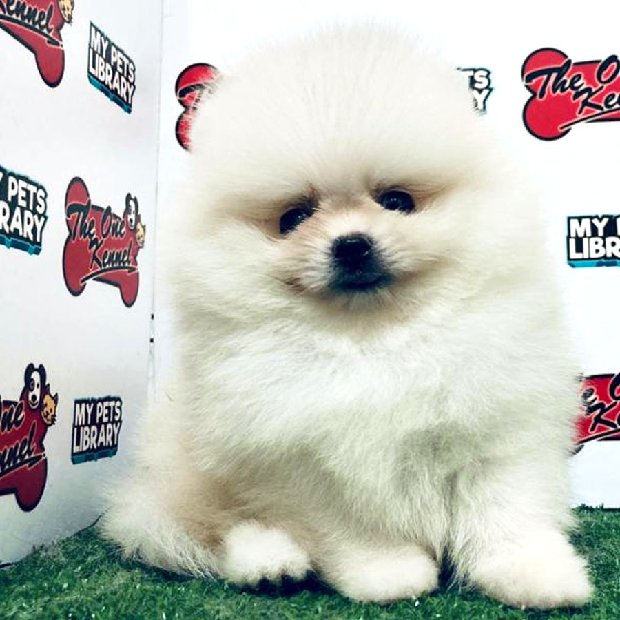 Pomeranian Puppy (Male) For Sale