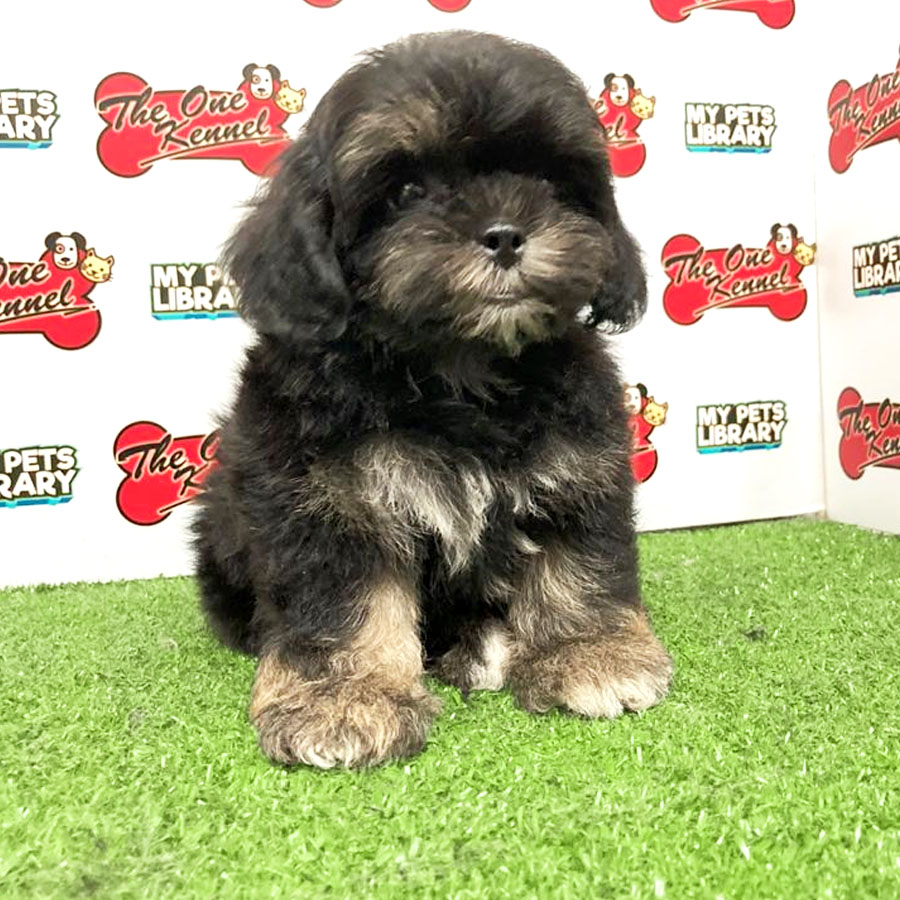 Shihpoo Puppy For Sale