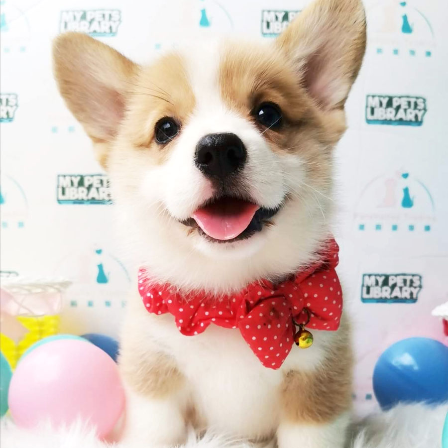 Welsh Corgi Puppy (Female) For Sale