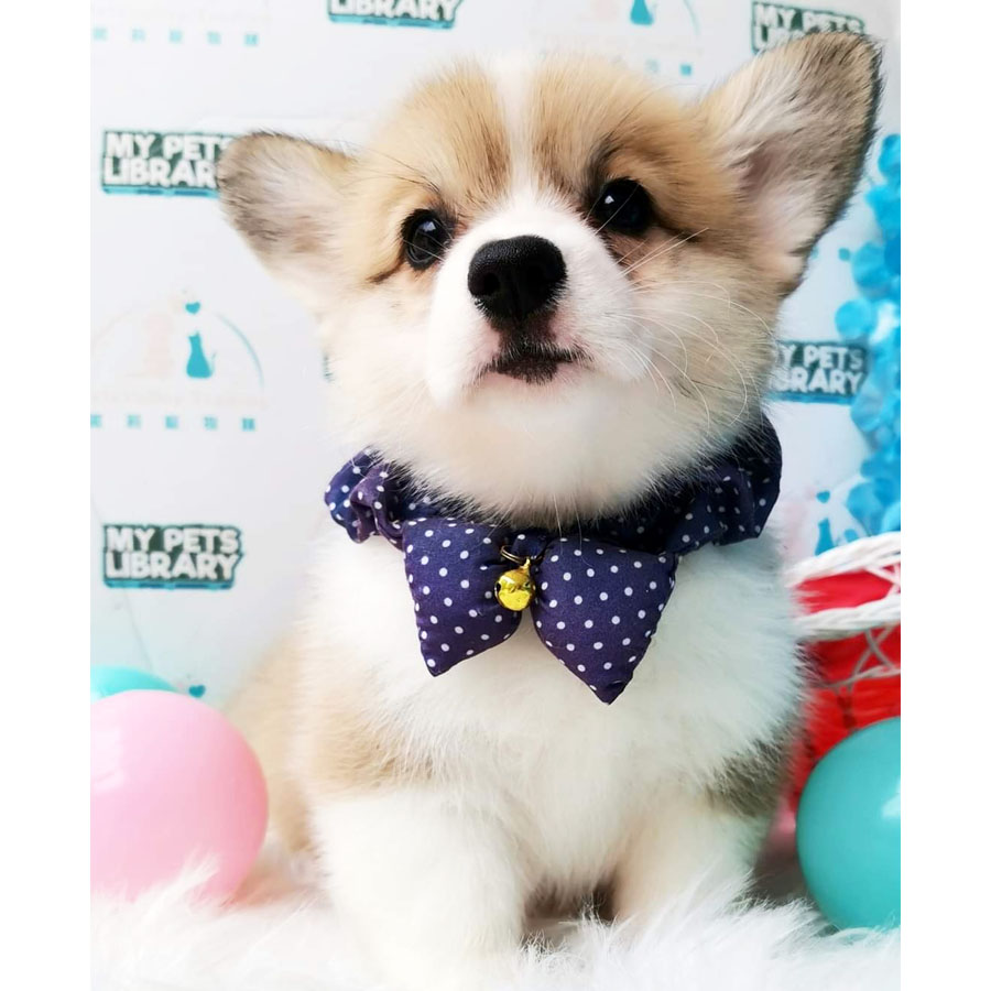 Welsh Corgi Puppy (Female) For Sale