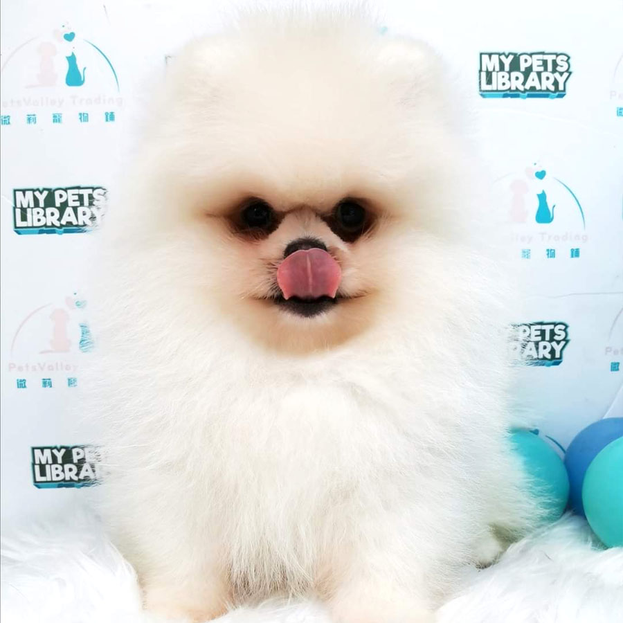 Pomeranian Puppy (Male) For Sale