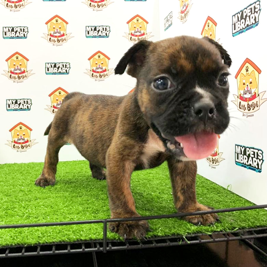 American Bully Puppy For Sale