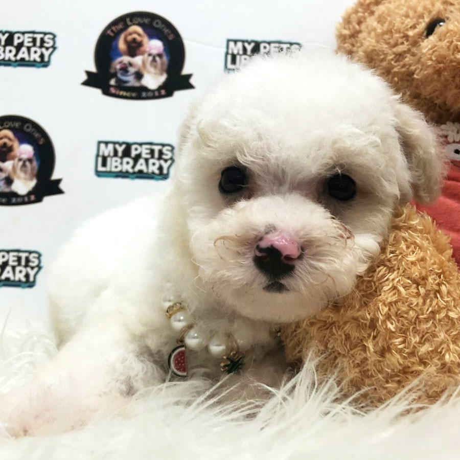 Tiny Toy Poodle Puppy For Sale (Female)
